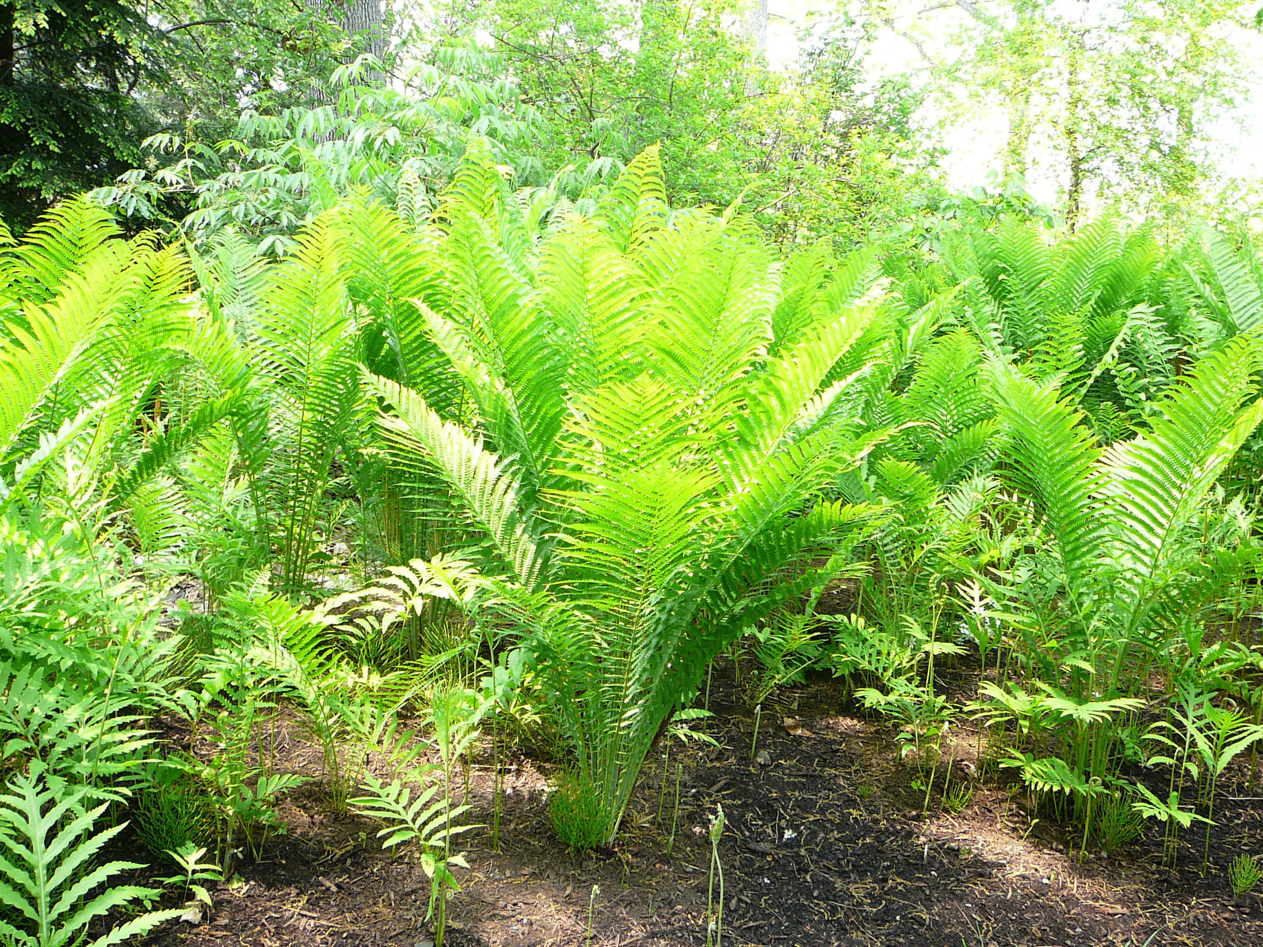 Edible Plants 1035 Fox Hill Road, State College, PA. — 8142379087